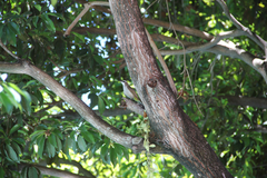 Pycnonotus goiavier