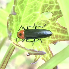 Languria bicolor