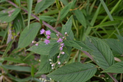 Lepidaploa canescens