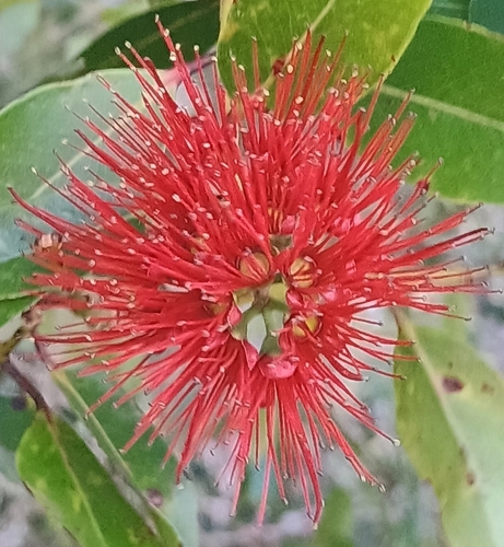 Metrosideros tremuloides observed 2026-10-17