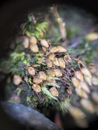 Diphyscium foliosum observed 2026-10-17
