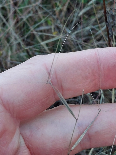 Aristida oligantha observed 2026-10-17