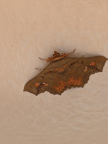 Eriocera observed 2026-10-18