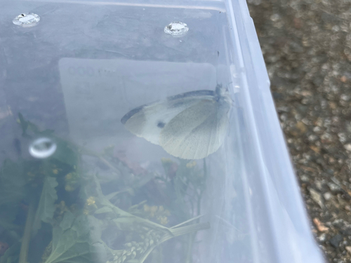 Small White