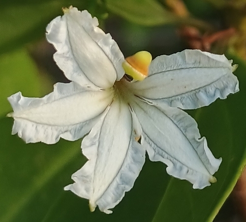 Scaevola gaudichaudiana observed 2026-10-17