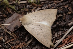 Descoreba simplex