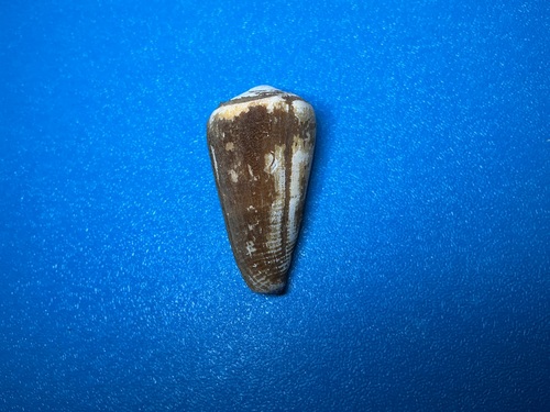 Conus emaciatus observed 2026-10-11