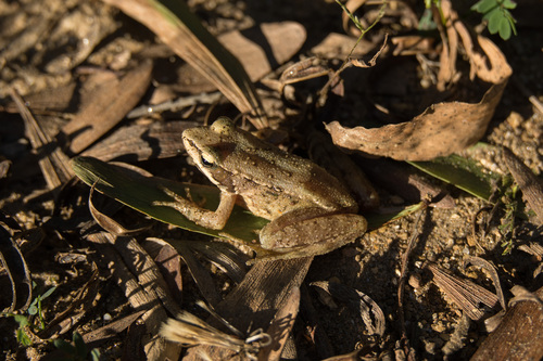 Iberian Frog