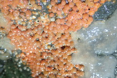 Metandrocarpa taylori