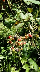 Rubus humistratus