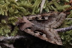 Perigrapha hoenei