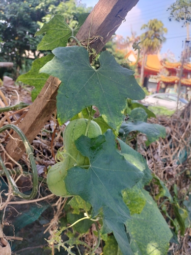 Luffa aegyptiaca observed 2026-10-18
