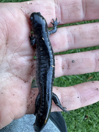 Ambystoma texanum, 2026-10-17