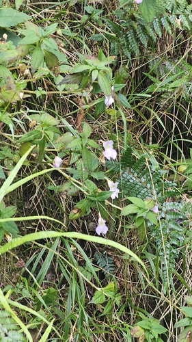 Impatiens uniflora observed 2026-10-17
