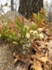Vaccinium