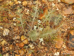 Teucrium pseudochamaepitys