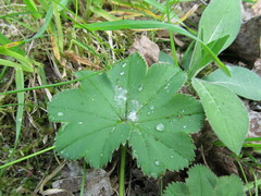 Alchemilla sarmatica