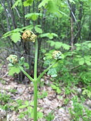 Pteridium pinetorum