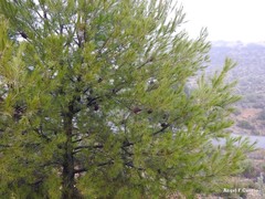 Pinus halepensis