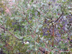 Quercus rotundifolia