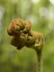 Pteridium pinetorum