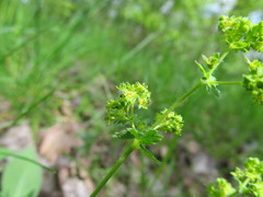 Alchemilla sarmatica