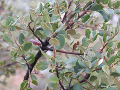 Quercus rotundifolia