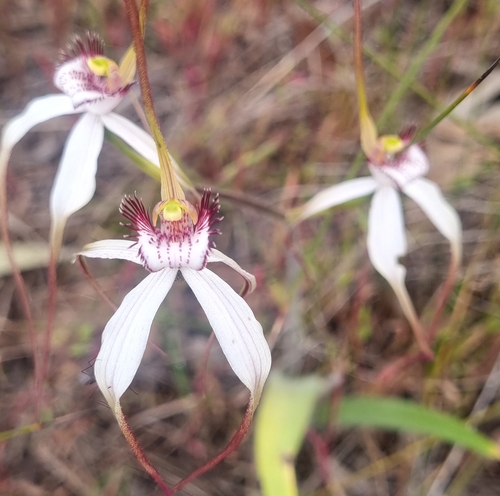 Caladenia patersonii observed 2026-10-01
