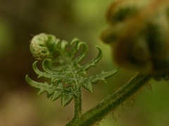 Pteridium pinetorum