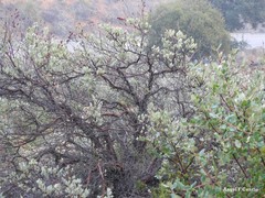 Cistus atriplicifolius