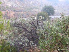 Quercus rotundifolia
