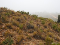 Macrochloa tenacissima