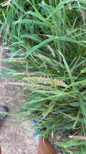 Cenchrus ciliaris observed 2026-10-17