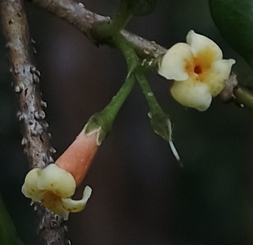 Alyxia stellata observed 2026-10-17