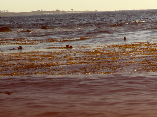 Southern Sea Otter observed by khiaragaps