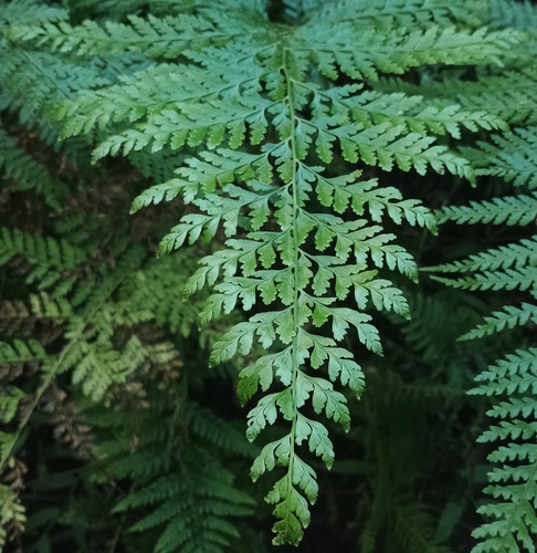 Microlepia setosa, 2026-10-17