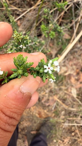 Leucopogon microphyllus observed 2026-10-15