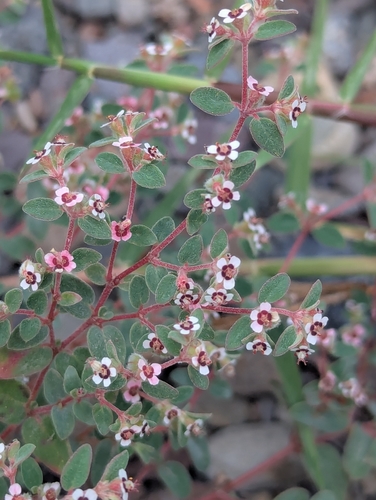 Euphorbia melanadenia, 2026-10-17