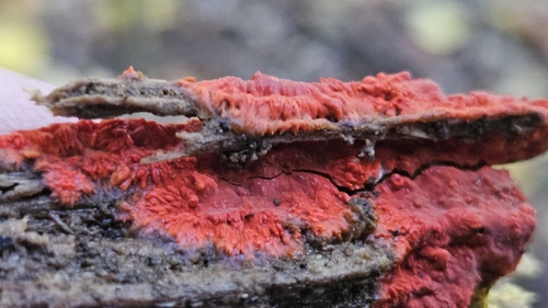 Phlebia coccineofulva, 2026-10-17