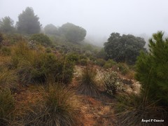 Macrochloa tenacissima