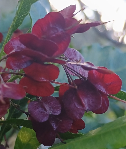 Dodonaea viscosa observed 2026-10-17