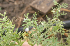 Vicia lens