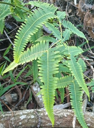 Dicranopteris linearis, 2026-10-17