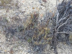 Bupleurum fruticescens