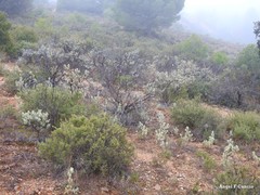Cistus atriplicifolius