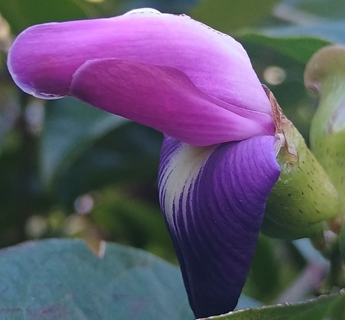 Canavalia galeata observed 2026-10-17