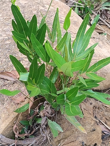 Mangrove Fern
