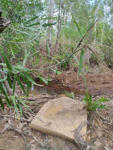 Indian Bushcane