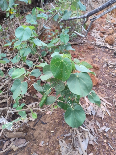 sea hibiscus