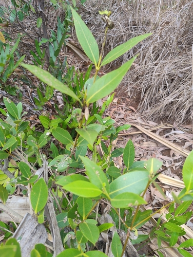 Grey Mangrove